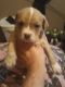 American Bully Puppies for sale in Grove, OK 74344, USA. price: NA