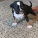 American Bully Puppies for sale in Taylors, SC, USA. price: $800