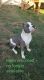 American Bully Puppies for sale in Marion, VA 24354, USA. price: $1,200
