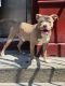 American Bully Puppies for sale in 1408 Webster Ave, The Bronx, NY 10456, USA. price: NA