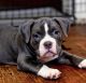 American Bully Puppies for sale in Jersey City, NJ, USA. price: NA