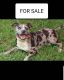 American Bully Puppies for sale in McDonough, GA, USA. price: $700