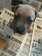 American Bully Puppies for sale in Warren, MI, USA. price: $300
