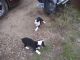 American Bully Puppies for sale in Minot, ND, USA. price: $400