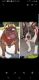 American Bully Puppies for sale in Port St. Lucie, FL, USA. price: $2,000