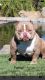 American Bully Puppies for sale in Ceres, CA, USA. price: NA