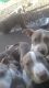 American Bully Puppies for sale in Kansas City, MO, USA. price: NA