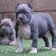 American Bully Puppies for sale in Wenatchee, WA 98801, USA. price: NA