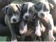 American Bully Puppies for sale in 4015 Sandy Run Dr, Valdosta, GA 31605, USA. price: NA