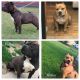 American Bully Puppies for sale in St James, MN 56081, USA. price: NA