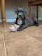 American Bully Puppies for sale in Winfield, AL 35594, USA. price: NA