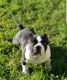 American Bully Puppies for sale in Bridgeport, CT, USA. price: NA