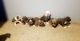 American Bully Puppies for sale in Loganville, GA 30052, USA. price: NA