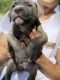 American Bully Puppies for sale in Burnsville, MN, USA. price: NA