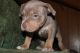 American Bully Puppies for sale in South Jersey, NJ, USA. price: $2,500