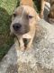 American Bully Puppies for sale in Hampton, VA 23669, USA. price: NA