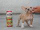 American Bully Puppies for sale in Colton, CA 92324, USA. price: NA