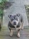 American Bully Puppies for sale in Maquoketa, IA, USA. price: NA