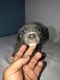 American Bully Puppies for sale in Garfield, NJ 07026, USA. price: NA