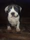 American Bully Puppies for sale in Hickory, NC, USA. price: NA