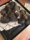 American Bully Puppies for sale in Gilberts, IL 60136, USA. price: NA
