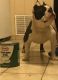 American Bully Puppies for sale in Mastic Beach, NY, USA. price: NA