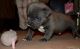 American Bully Puppies for sale in Foss, OK 73647, USA. price: NA