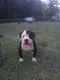 American Bully Puppies for sale in Jacksonville, NC 28546, USA. price: $500