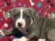 American Bully Puppies for sale in Greenville, MI 48838, USA. price: $2,500