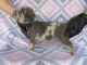 American Bully Puppies for sale in Prosser, WA 99350, USA. price: NA