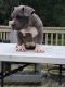 American Bully Puppies for sale in Laurel, MS 39440, USA. price: $800