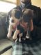 American Bully Puppies for sale in Springfield, OR 97477, USA. price: NA