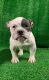 American Bully Puppies for sale in Queens, NY, USA. price: $1,800