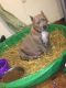 American Bully Puppies for sale in Romulus, MI, USA. price: NA