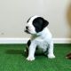 American Bully Puppies for sale in Fort Wayne, IN, USA. price: $2,000