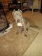 American Bully Puppies for sale in Valrico, FL, USA. price: NA