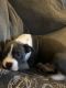 American Bully Puppies for sale in Rockford, IL, USA. price: $500