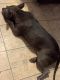 American Bully Puppies for sale in Corpus Christi, TX, USA. price: NA
