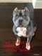American Bully Puppies for sale in McDonough, GA, USA. price: $1,800