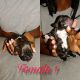 American Bully Puppies for sale in San Diego, CA, USA. price: $600
