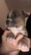 American Bully Puppies for sale in Central Falls, RI 02863, USA. price: NA