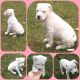American Bully Puppies for sale in Augusta, GA, USA. price: NA