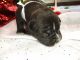 American Bully Puppies for sale in Taylorsville, NC 28681, USA. price: NA