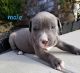 American Bully Puppies for sale in 4167 S 245th E Ave, Broken Arrow, OK 74014, USA. price: $300