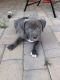 American Bully Puppies for sale in Chandler, AZ, USA. price: NA