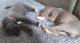 American Bully Puppies for sale in Portland, OR 97203, USA. price: $400
