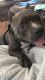 American Bully Puppies for sale in Palm Bay, FL 32905, USA. price: NA