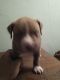 American Bully Puppies for sale in 3024 N 39th St, Milwaukee, WI 53210, USA. price: NA