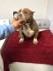 American Bully Puppies for sale in The Bronx, NY, USA. price: NA