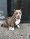 American Bully Puppies for sale in The Bronx, NY, USA. price: NA